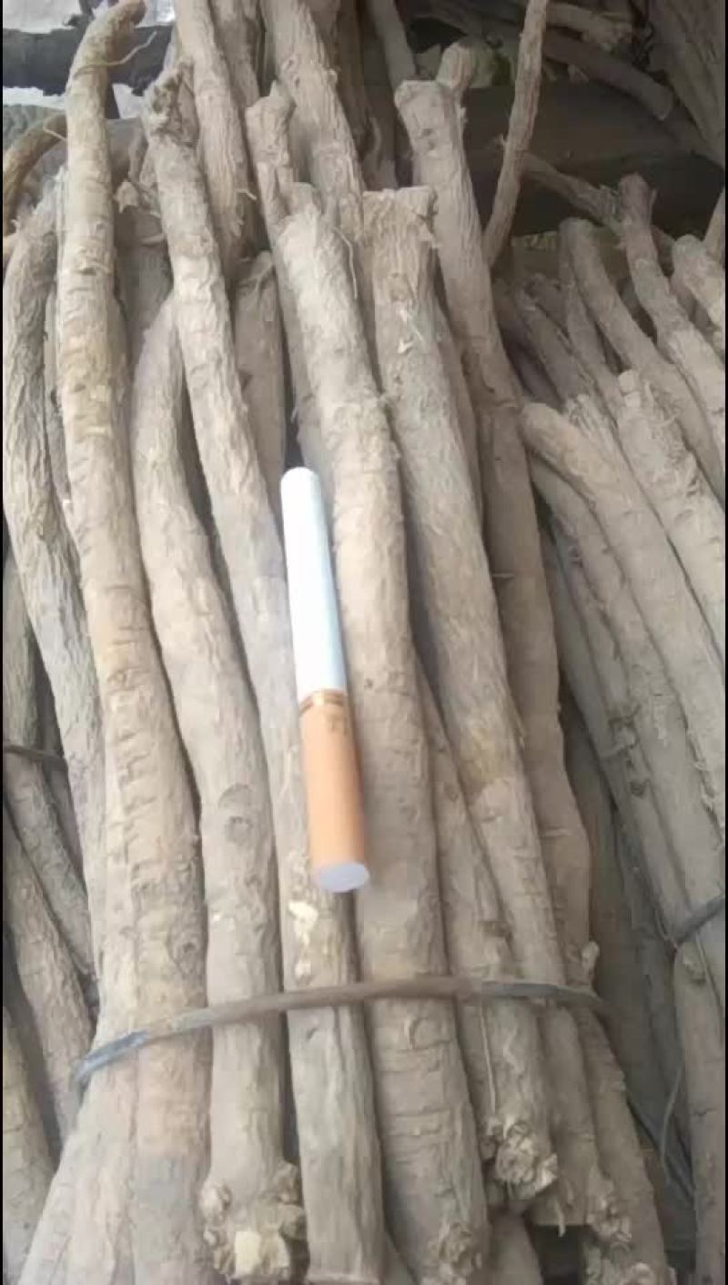 黄芪常年销售