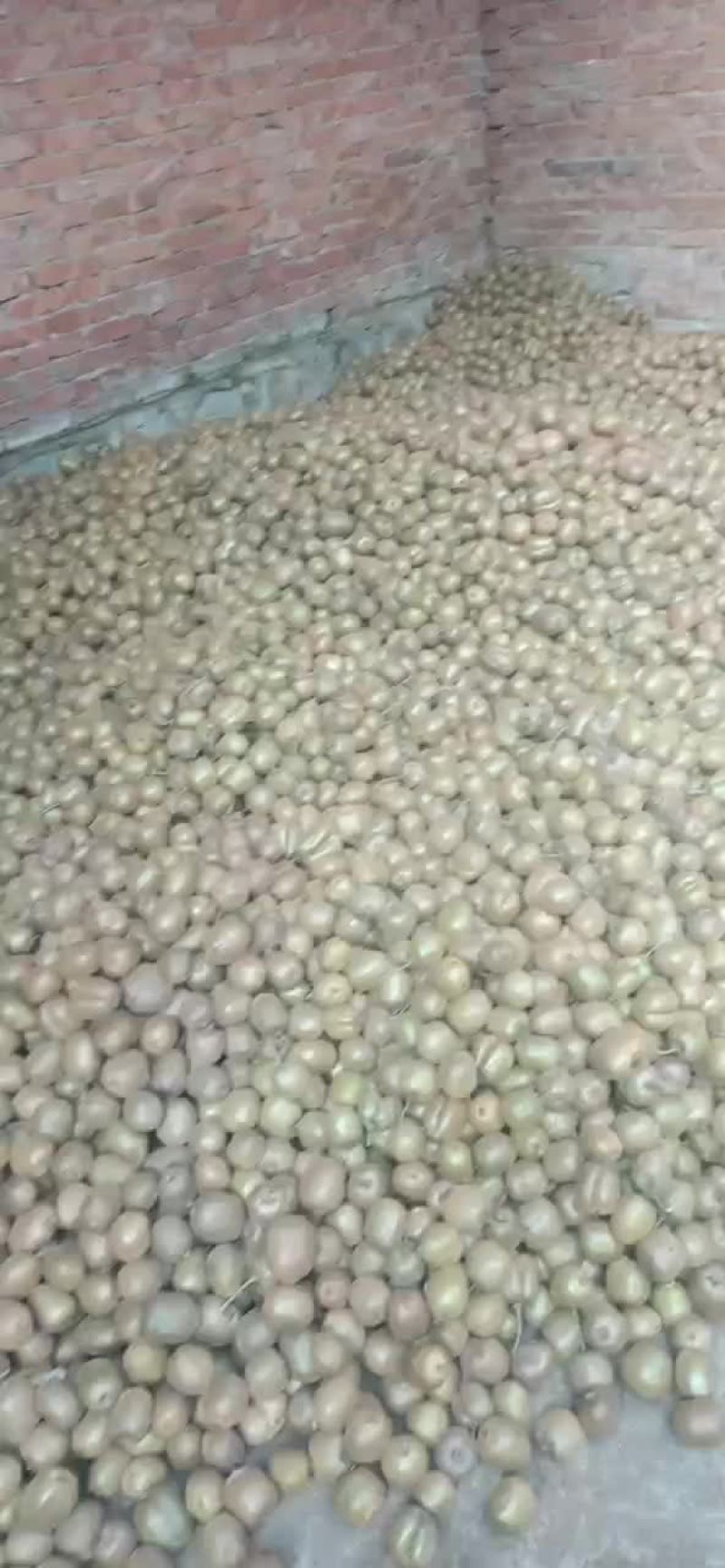 徐香猕猴桃