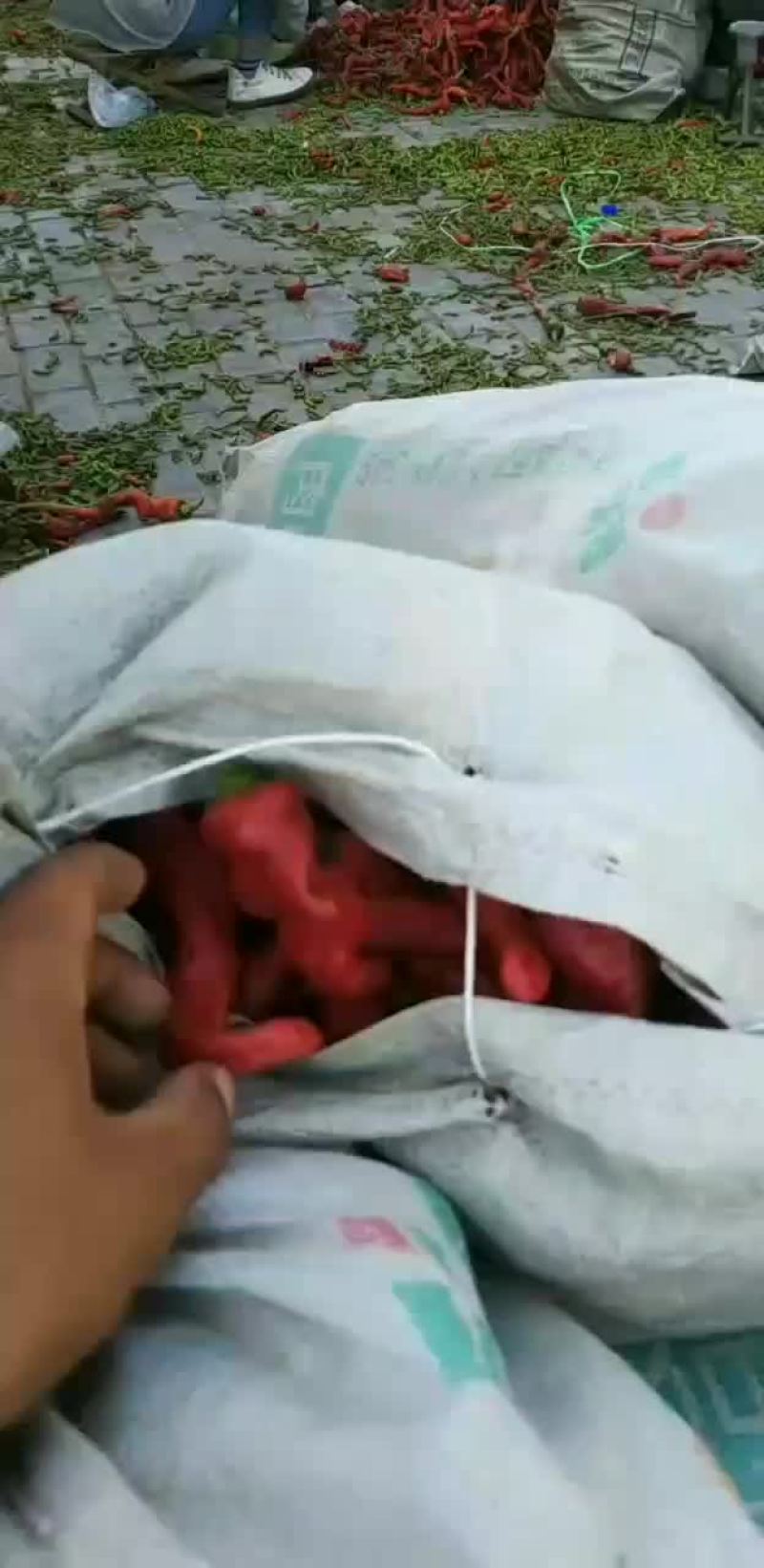 红牛角，螺丝椒，