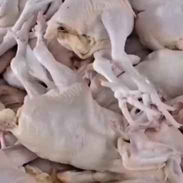 清真老母鸡三黄鸡西北美食清真拉面馆专用大盘鸡
