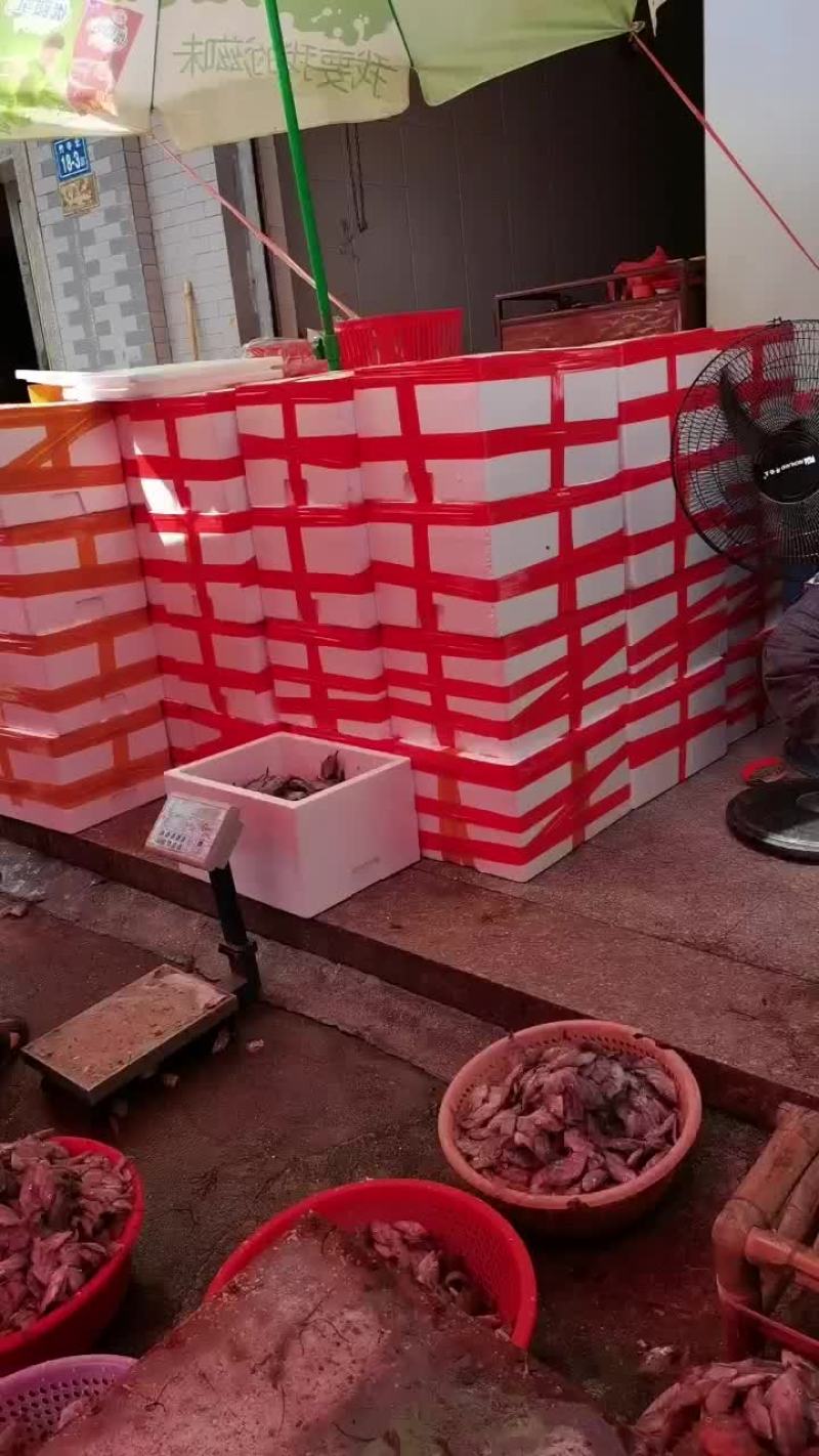 冰鲜扒皮鱼内港鱼