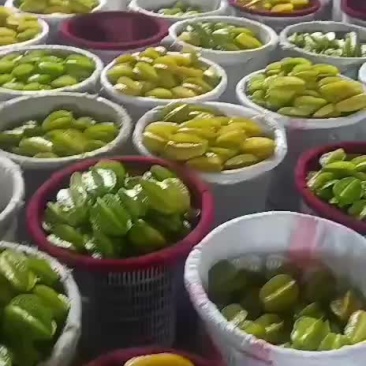 杨桃