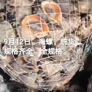 海螺