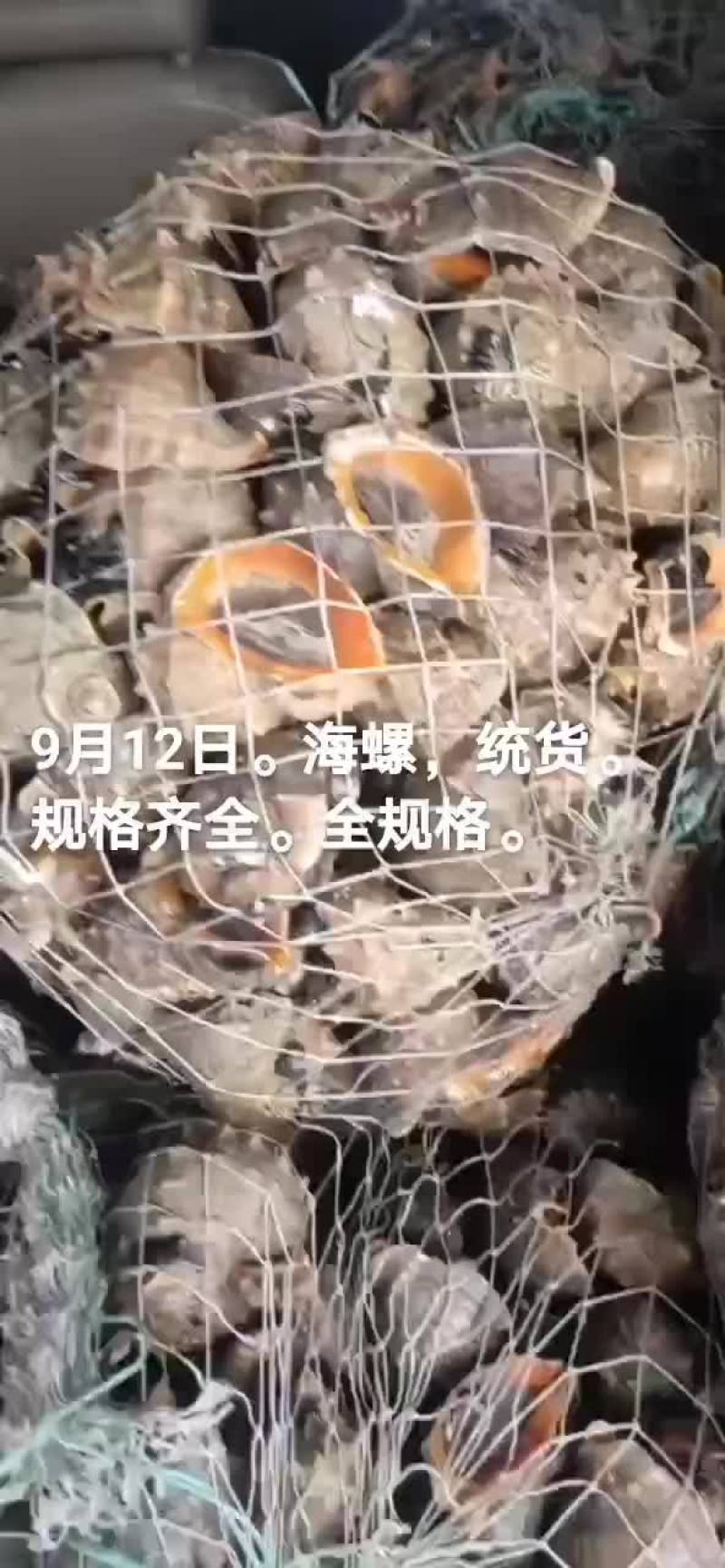 海螺