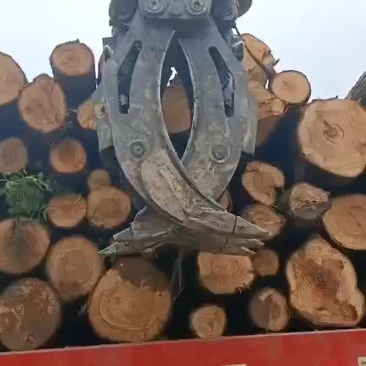水杉