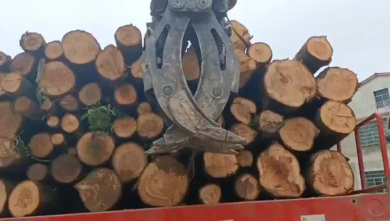 水杉