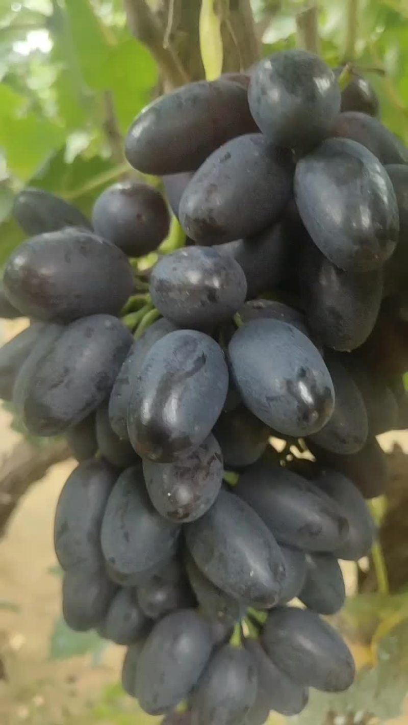 紫甜无核葡萄开始大量上市