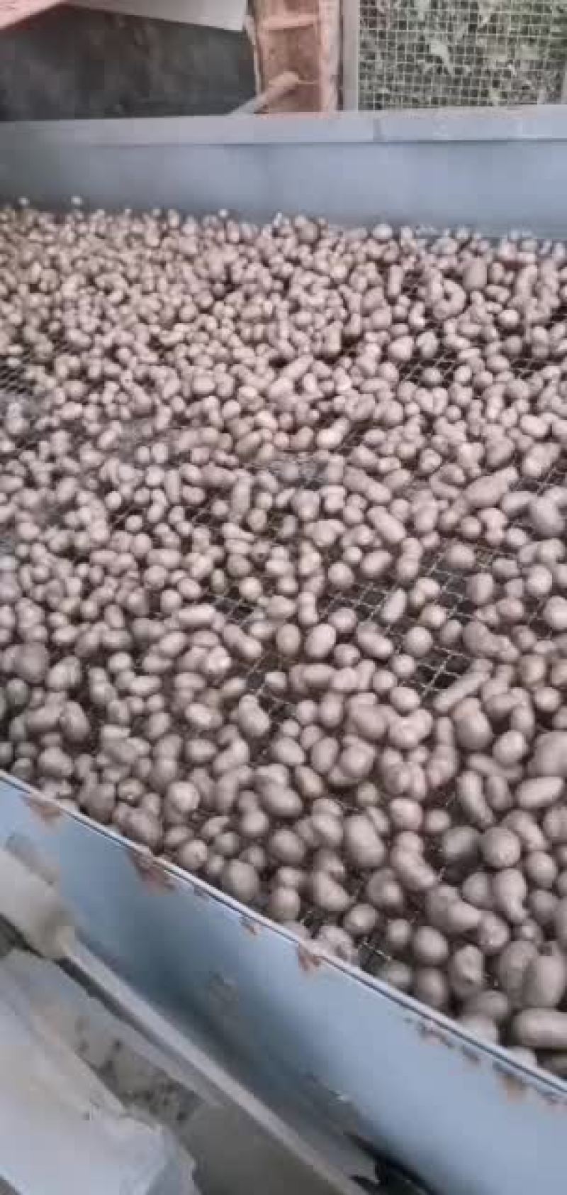 青州原产地大量批发零售优质白玉山药豆规格齐全价格合理