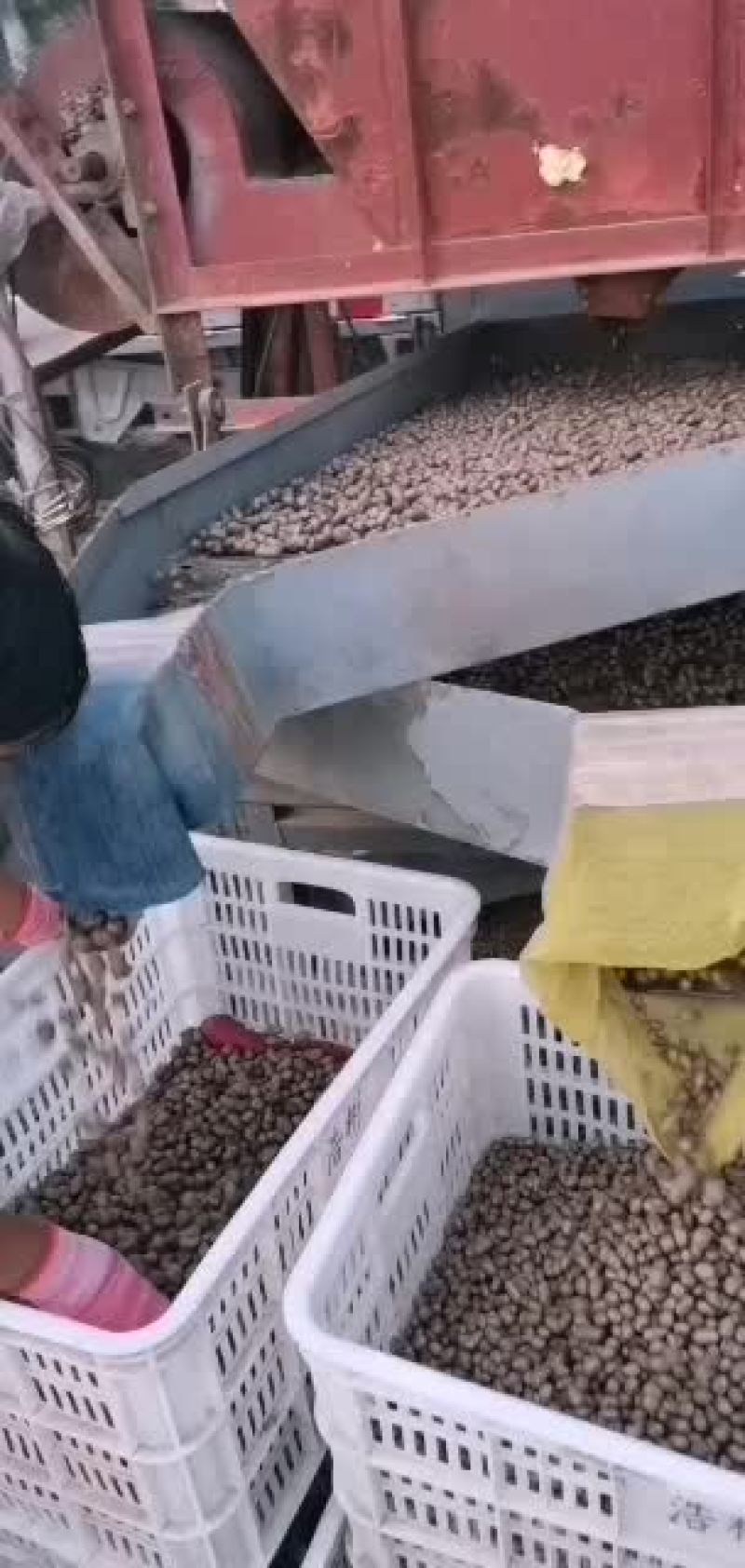 青州原产地大量批发零售优质白玉山药豆规格齐全价格合理
