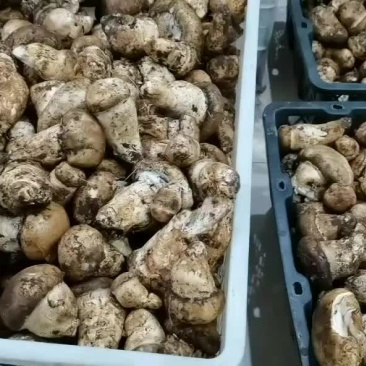 川西高原野生菌最后几天就结束了。