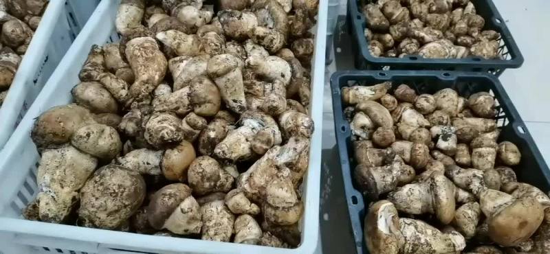 川西高原野生菌最后几天就结束了。