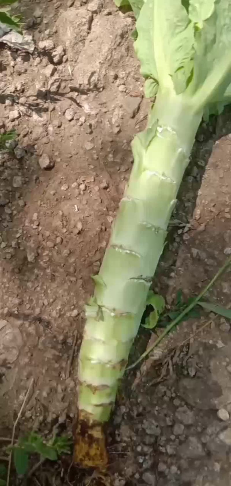 我处莴笋上市了，一手货源，备有冷库，质优价廉，需要的联系