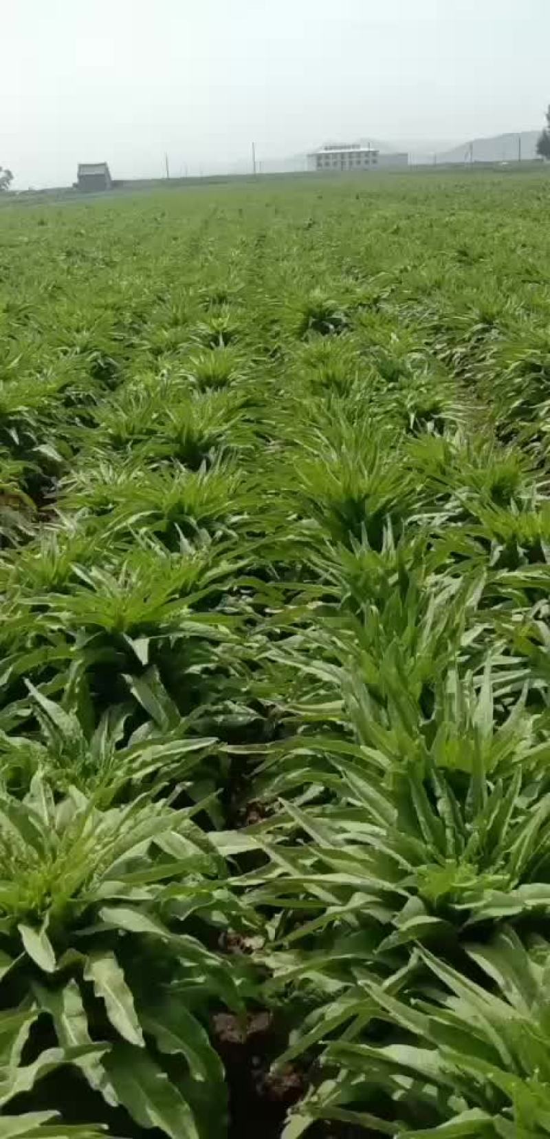 我处莴笋上市了，一手货源，备有冷库，质优价廉，需要的联系