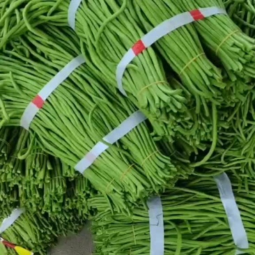 青豆角长豆角产地直发，一手货源