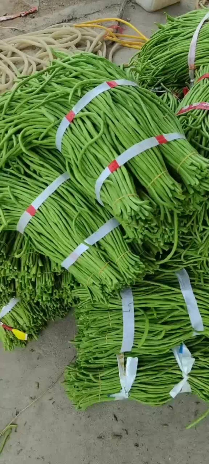 青豆角长豆角产地直发，一手货源
