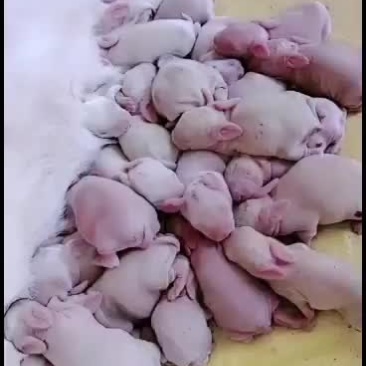 改良杂交肉兔