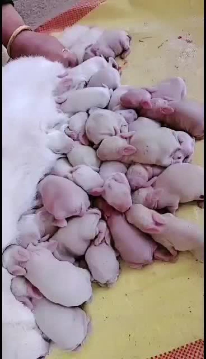 改良杂交肉兔