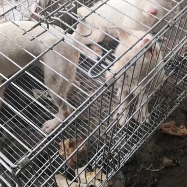 两个多月的小下司犬，猎性超好，看懂的来骚扰！
