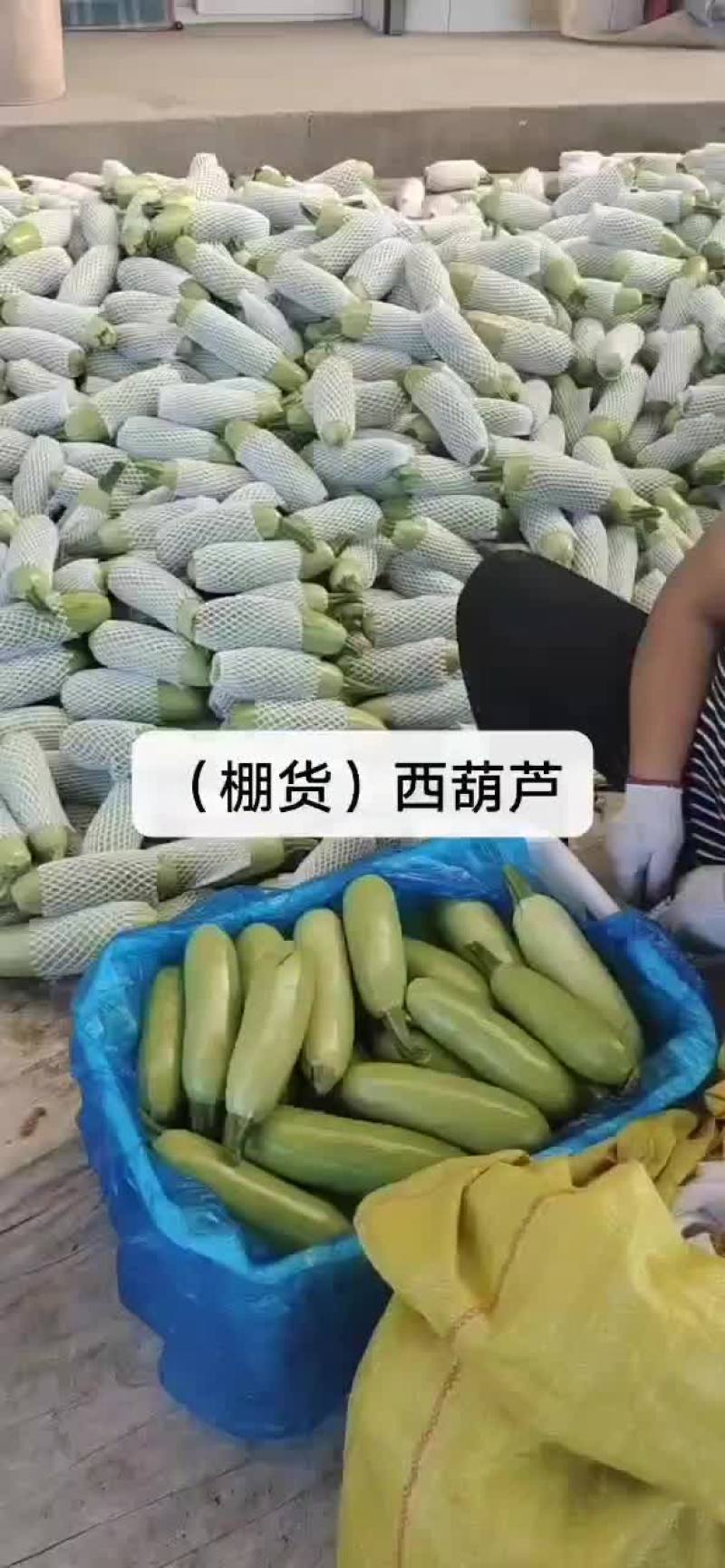 西葫芦新货上市包装(套网套，专用纸箱，手提袋)产地直供