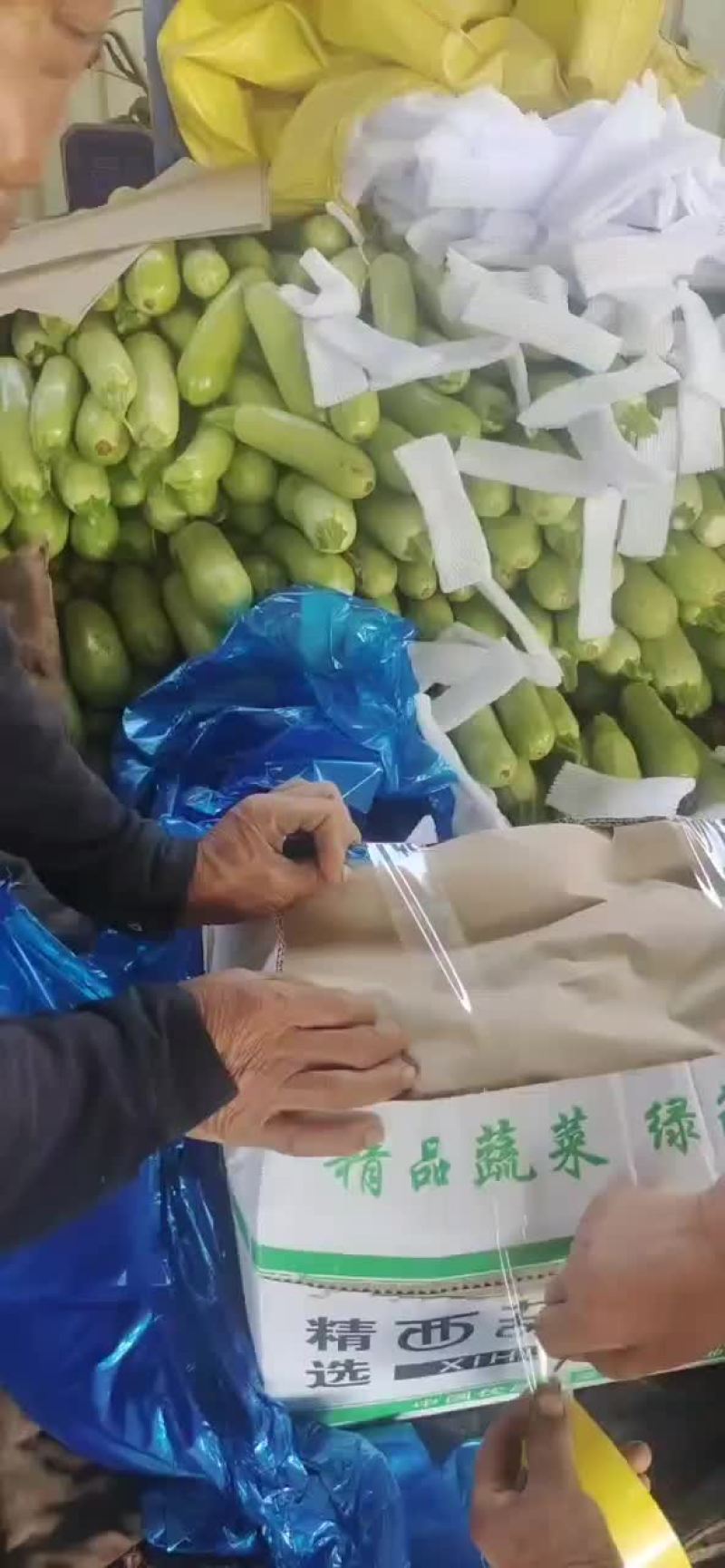 西葫芦新货上市包装(套网套，专用纸箱，手提袋)产地直供
