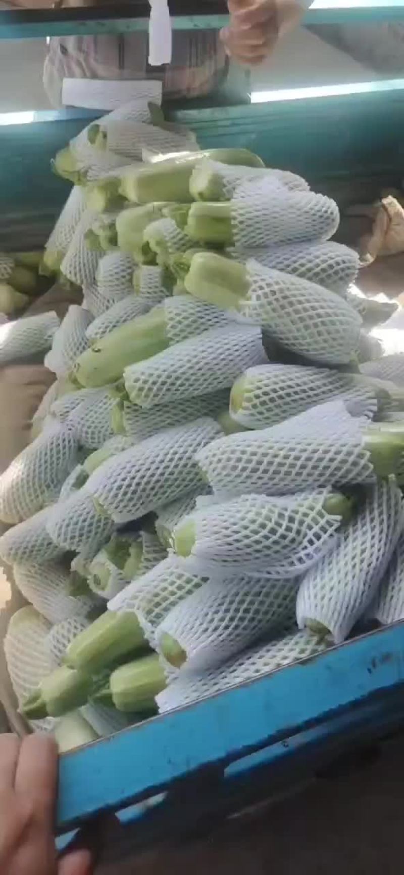 西葫芦新货上市包装(套网套，专用纸箱，手提袋)产地直供