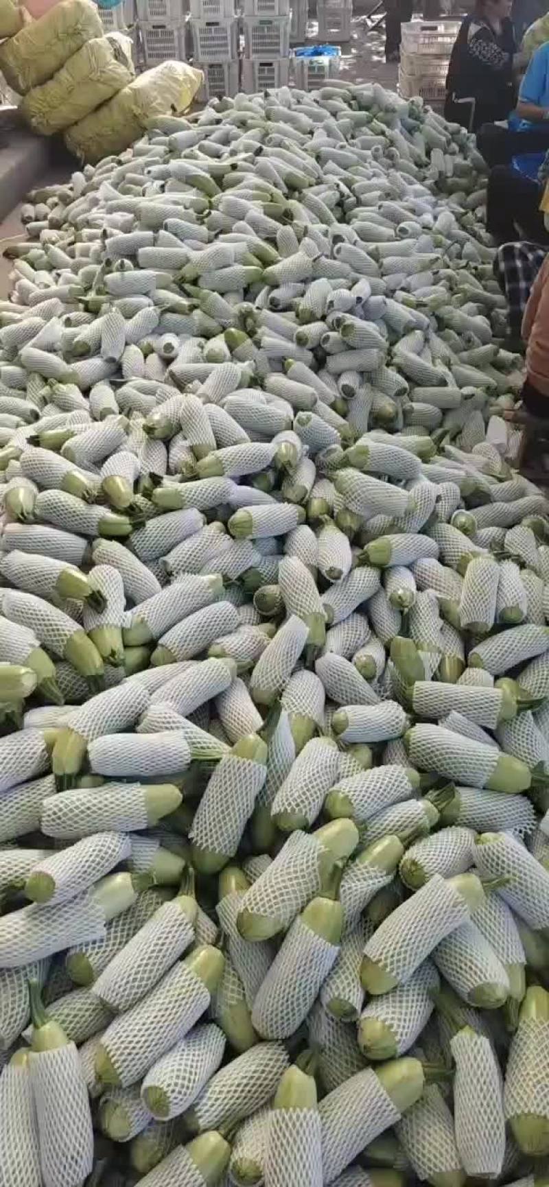 西葫芦新货上市包装(套网套，专用纸箱，手提袋)产地直供