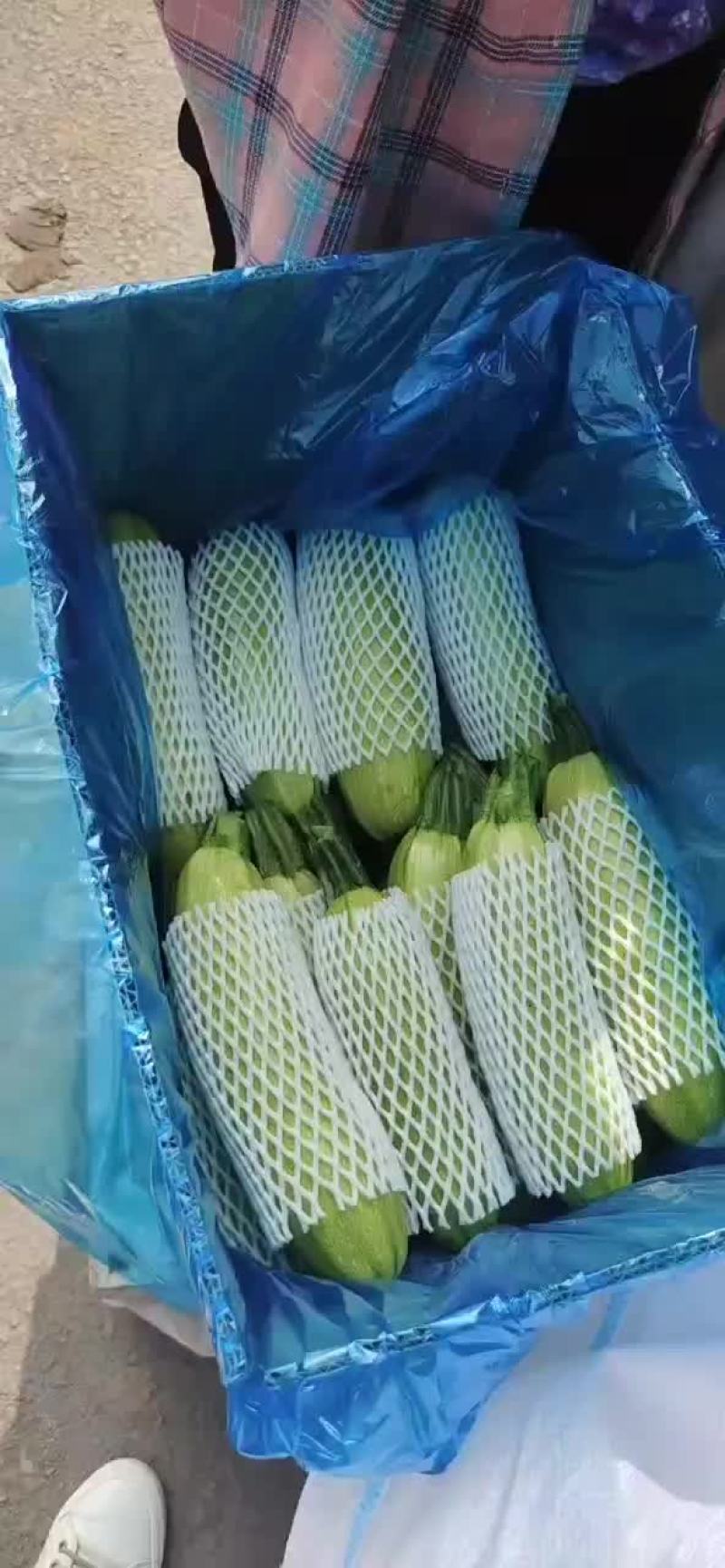 西葫芦新货上市包装(套网套，专用纸箱，手提袋)产地直供