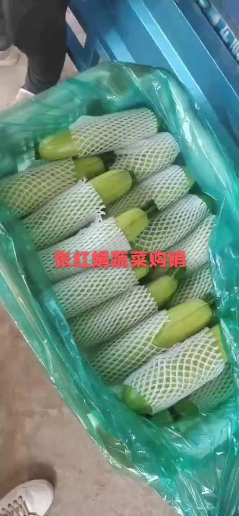 西葫芦新货上市包装(套网套，专用纸箱，手提袋)产地直供