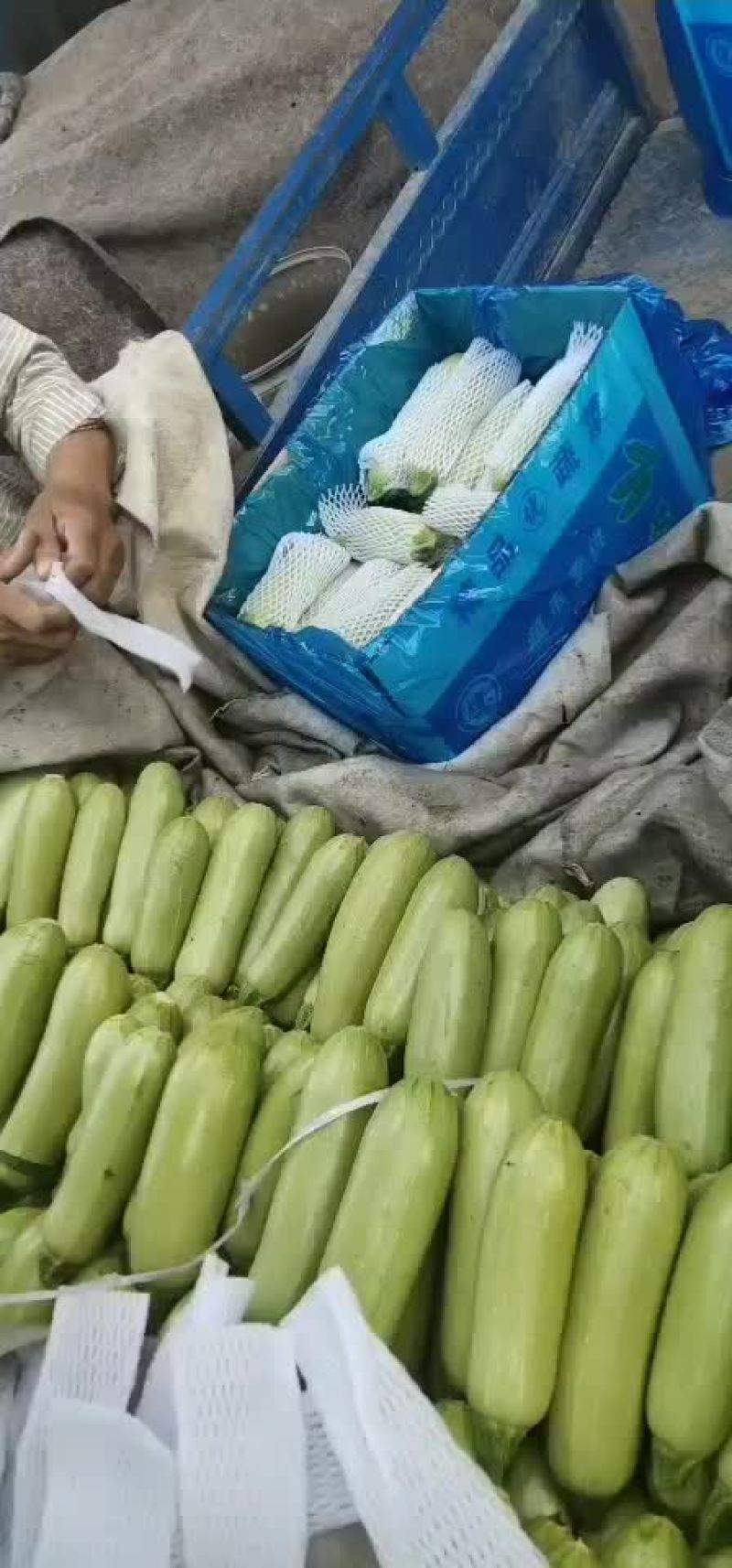 西葫芦新货上市包装(套网套，专用纸箱，手提袋)产地直供