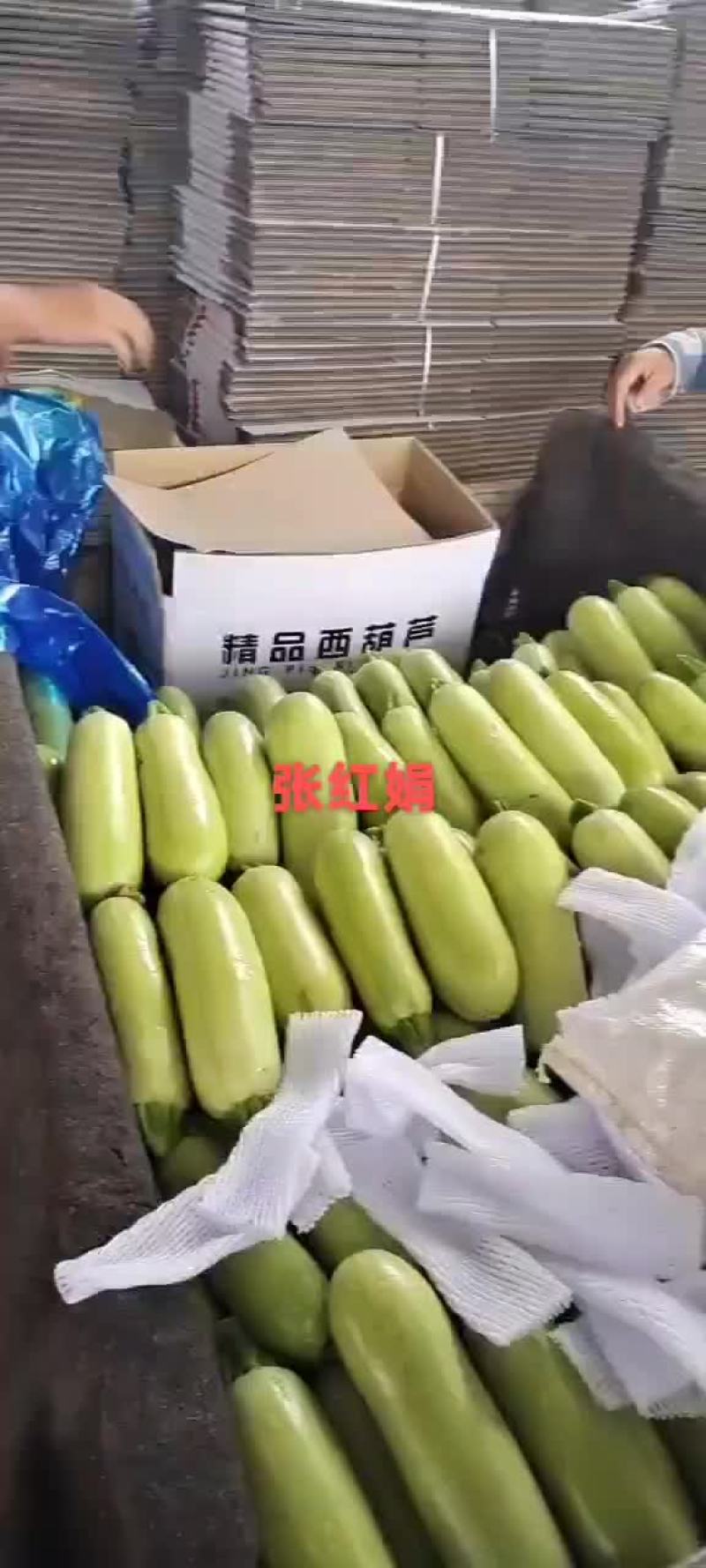 西葫芦新货上市包装(套网套，专用纸箱，手提袋)产地直供