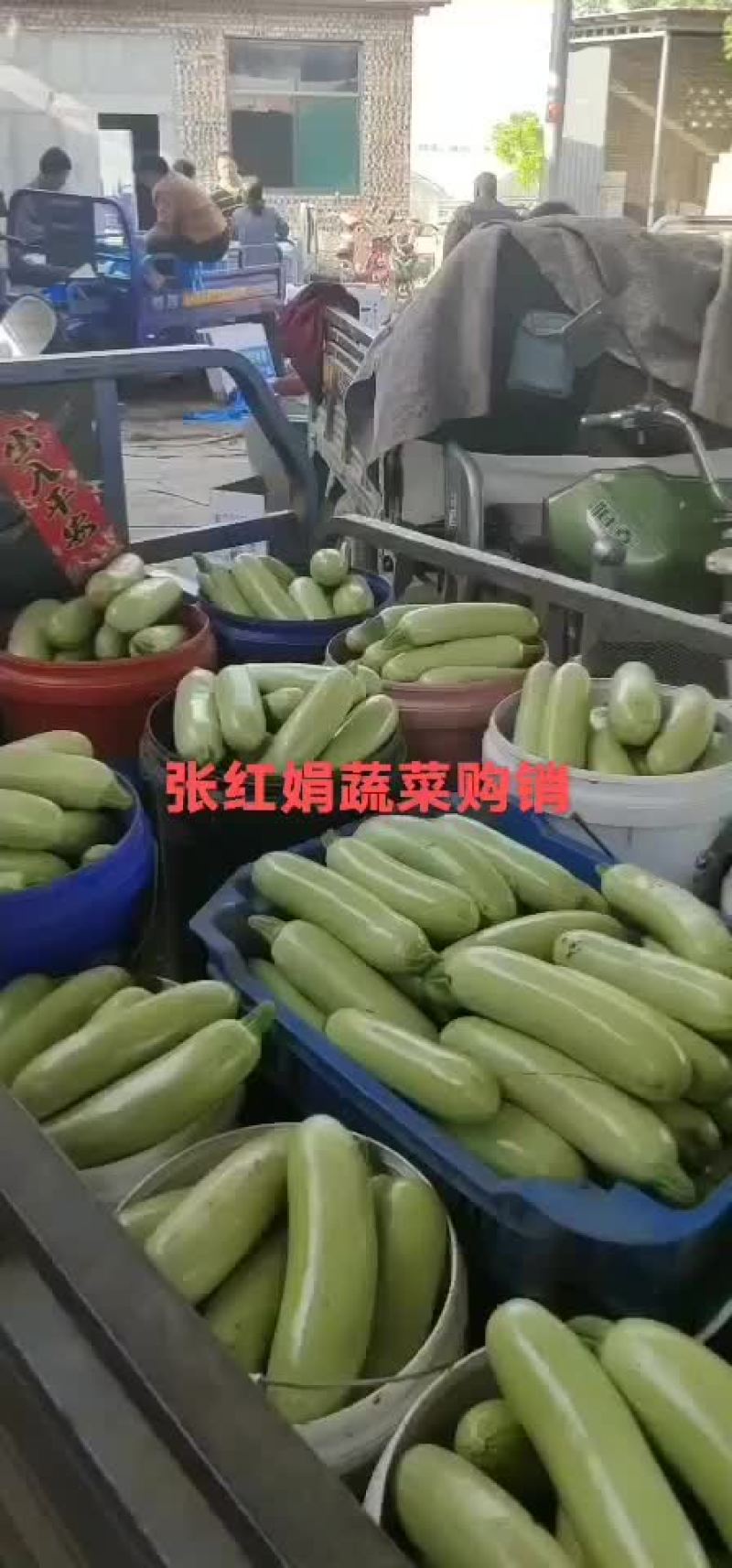 西葫芦新货上市包装(套网套，专用纸箱，手提袋)产地直供