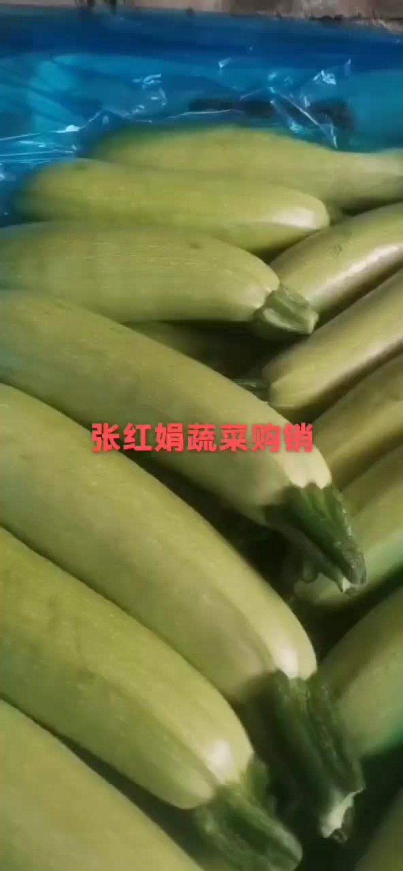 西葫芦新货上市包装(套网套，专用纸箱，手提袋)产地直供