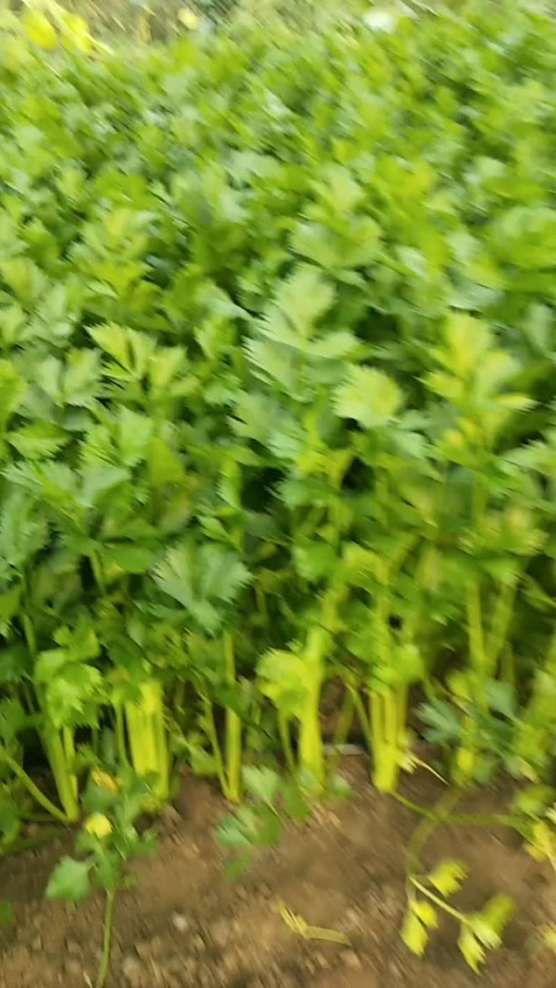 芹菜