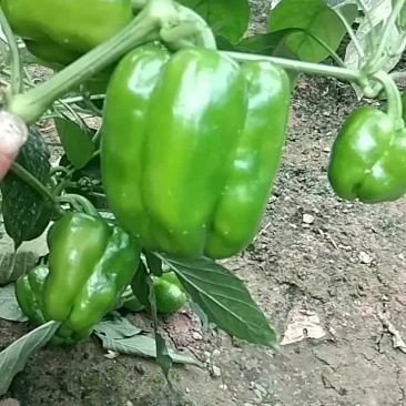 青椒