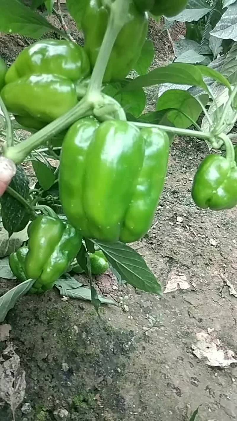 青椒