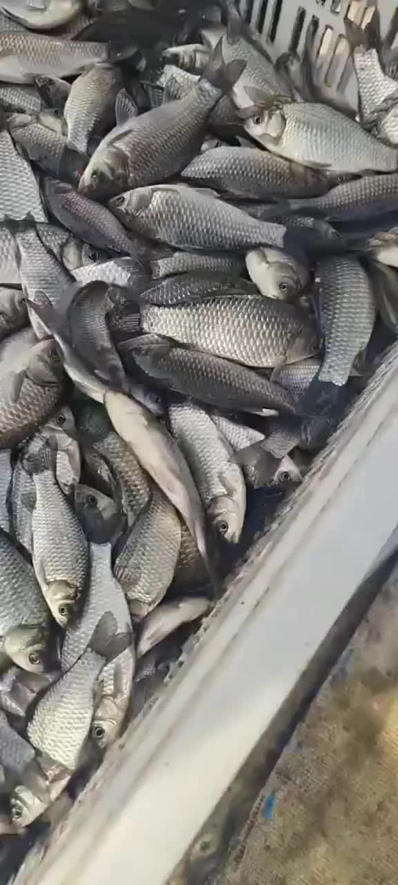鲤鱼苗出货中