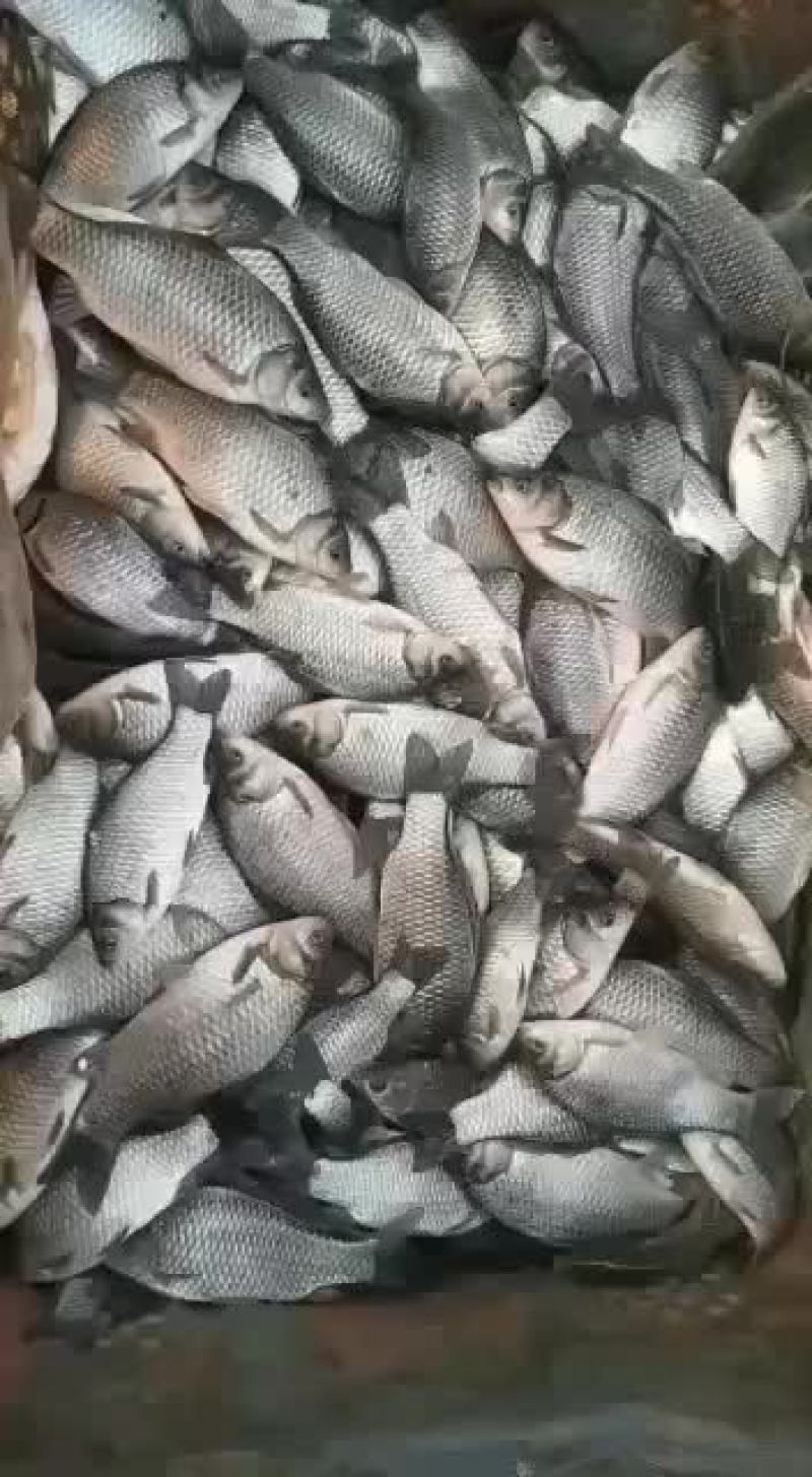 鲤鱼苗出货中