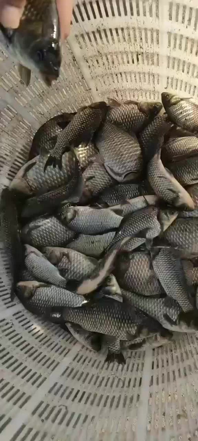 鲤鱼苗出货中