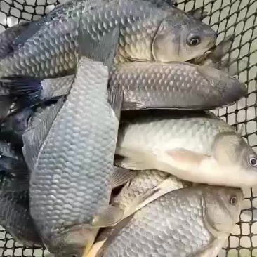 鲤鱼苗出货中
