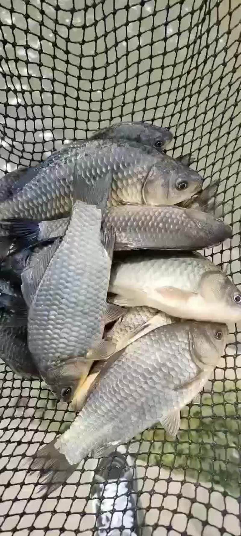 鲤鱼苗出货中