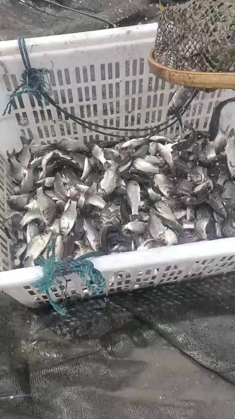 鲤鱼苗出货中