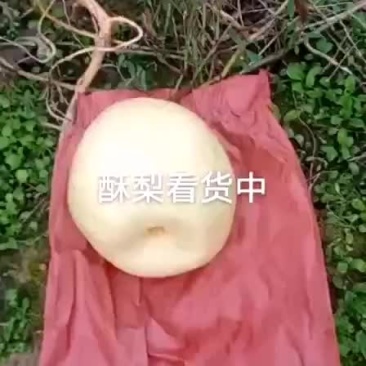 酥梨，山西酥梨，大量上市，质量保证，欢迎来电咨询