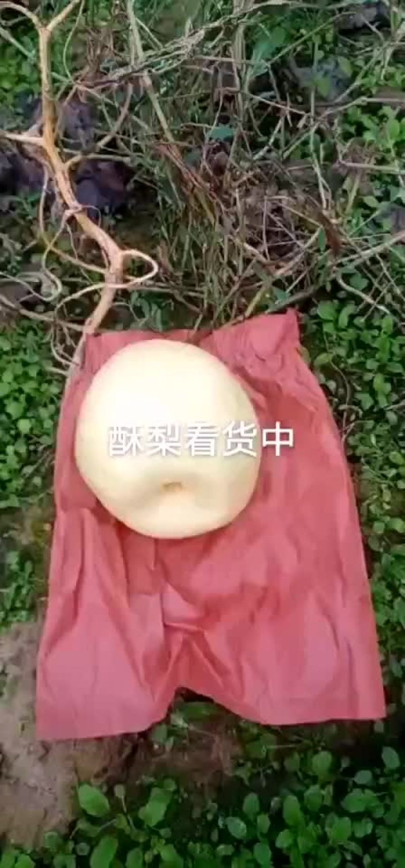 酥梨，山西酥梨，大量上市，质量保证，欢迎来电咨询