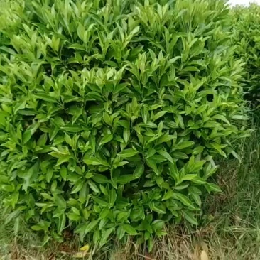 非洲茉莉