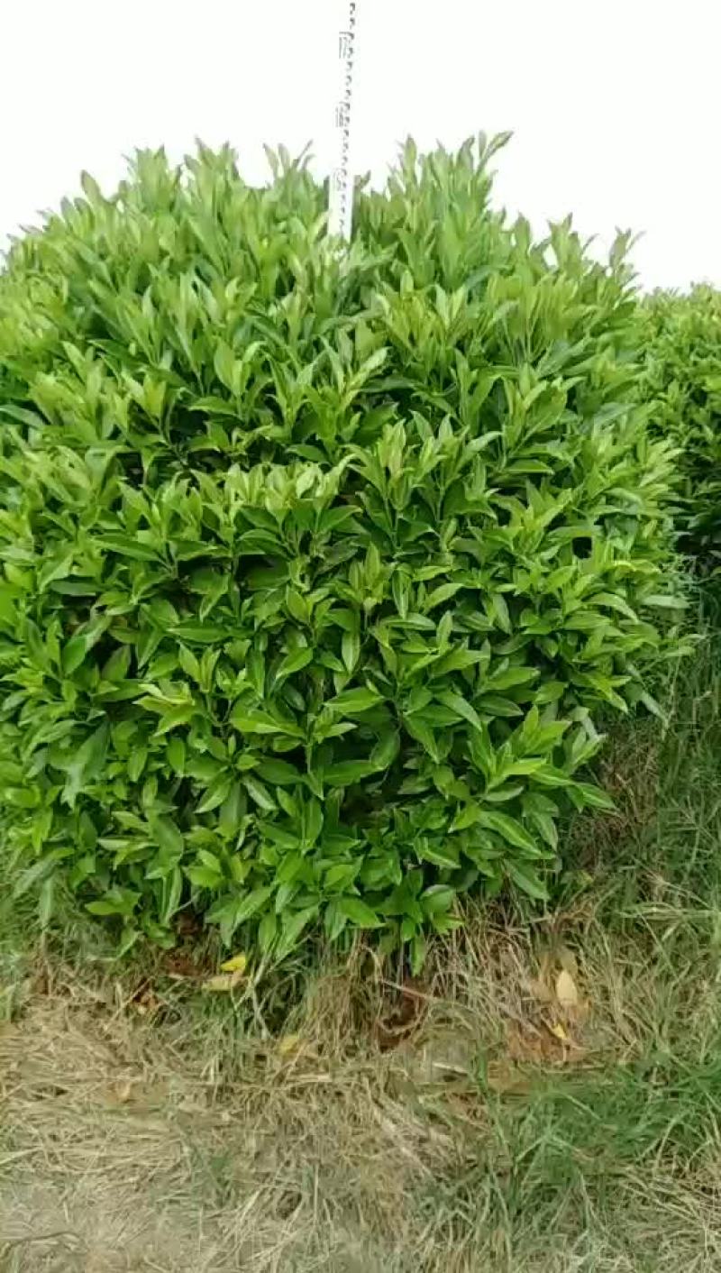 非洲茉莉