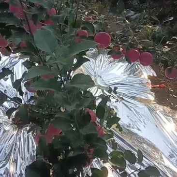 绥中红钱富士
