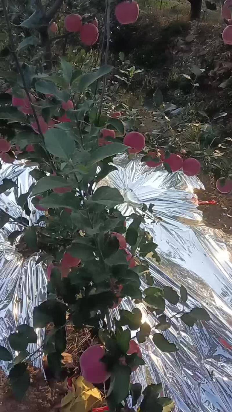 绥中红钱富士