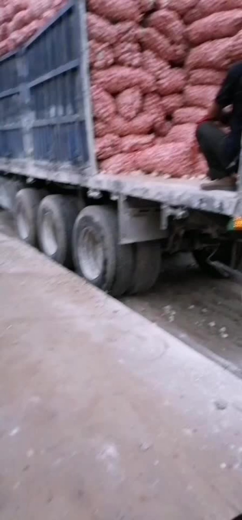 永年四六瓣蒜瓣