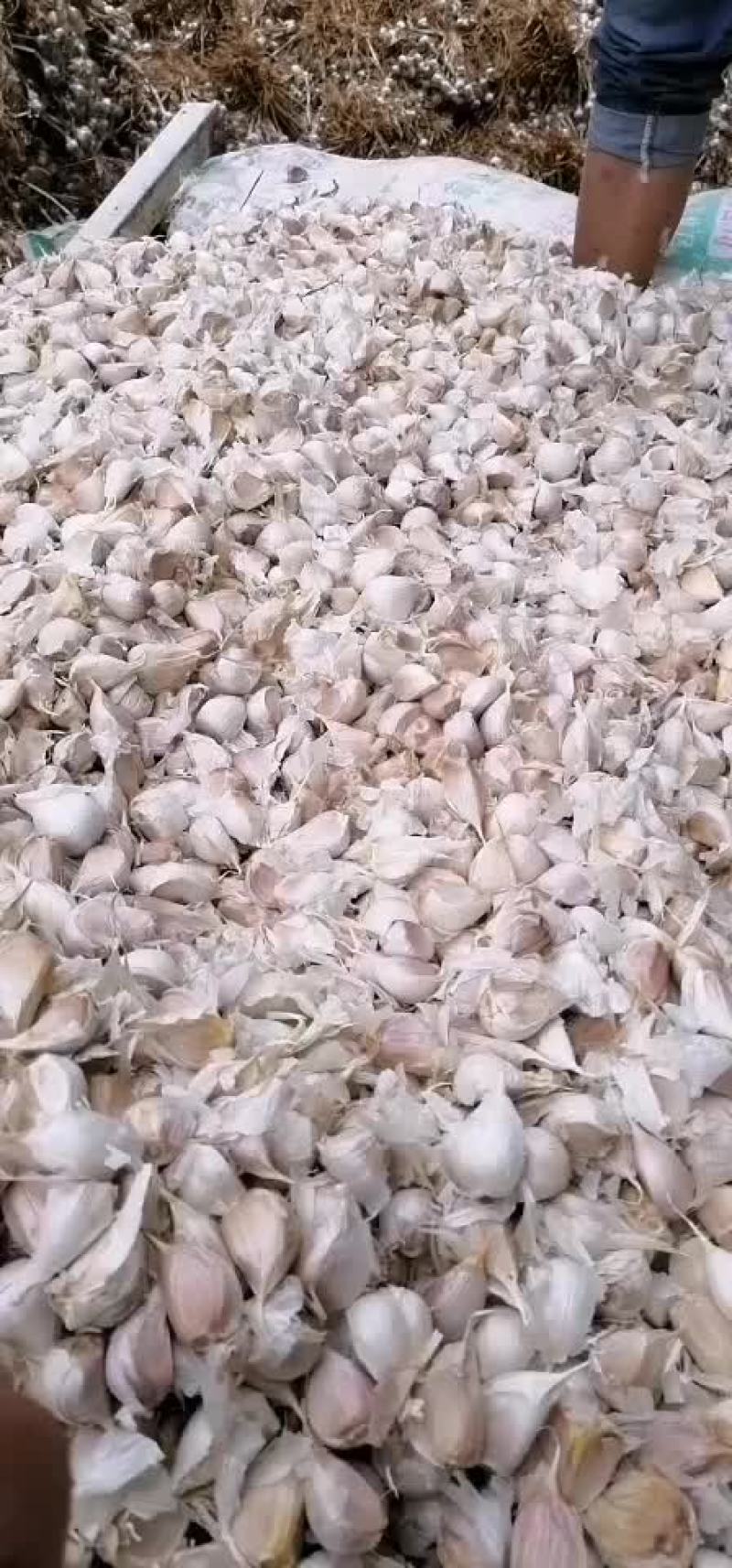 永年四六瓣蒜瓣