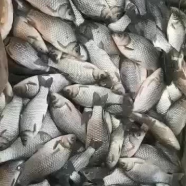 鲫鱼苗
